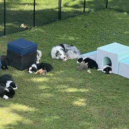 Australian Shepherd Puppies from Bedtime Story Australian Shepherds