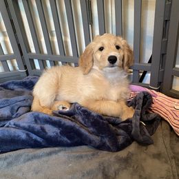 Goldendoodle Puppies from BB Doodles