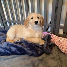 Goldendoodle Puppies from BB Doodles