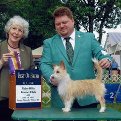 Great Danes and Portuguese Podengo Pequenos from GrinerDanes