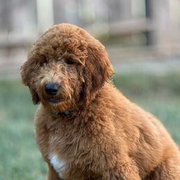 Light Blue Collar - Red  female Goldendoodle puppy in West Sacramento, California from Pomegranate Doodles
