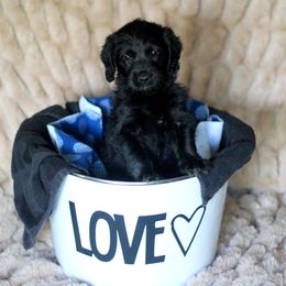 Labradoodle and Labrador Retriever Puppies from Moore than Dogs