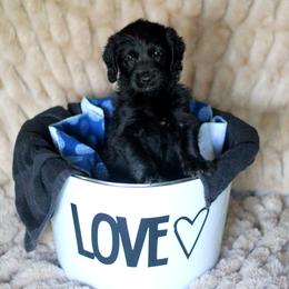 Labradoodle and Labrador Retriever Puppies from Moore than Dogs