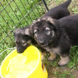 Shiloh Shepherd Puppies from Solace Shilohs