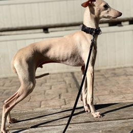 Maximus - Italian Greyhound
