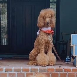 Poodles from Renegade Standard Poodles