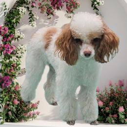 Delilah - Parti female Poodle puppy in Salem, Missouri from Meadowbrook Poodles