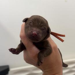 Sarge - Orange Collar - Chocolate male Labrador Retriever puppy in Elloree, South Carolina from Moonlight Kennels LLC