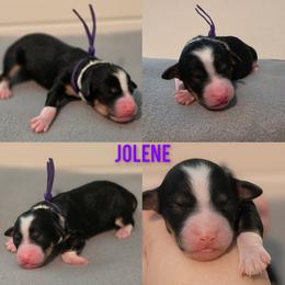 Jolene - Tri-color female Bernedoodle puppy in Summerville, South Carolina from Channys Doodles