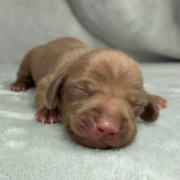 Female 2 - Chocolate female Dachshund puppy in Birmingham, Alabama from LongBottomDachshunds