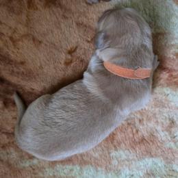 Boy 2 - Golden male Golden Retriever puppy in Lawtey, Florida from Rise and Shine Goldens