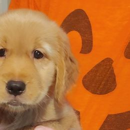 Golden Retrievers from Abbeys Golden Retriever Puppies