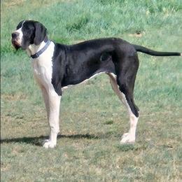 Tempo - Mantle female Great Dane puppy in Cheyenne, Wyoming from Viking Kennel