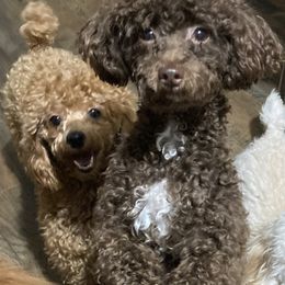 Poodle Puppies from Tiny Red Toy Poodles