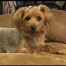 Tiny - Yorkshire Terrier