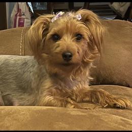 Tiny - Yorkshire Terrier