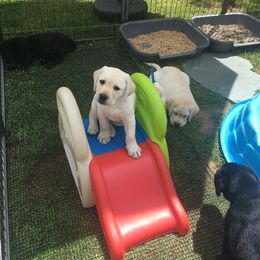 Labrador Retriever Puppies from Hunters Dream Labradors
