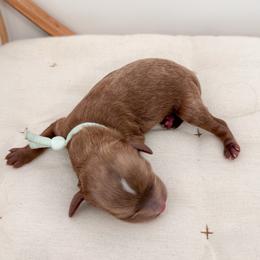 Donut - Red male Cavapoo puppy in Apache Junction, Arizona from Coffey House Doodles