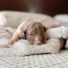 Prism, Girl - Chocolate merle female Bernedoodle puppy in Maricopa, Arizona from Desert Ridge Doodles
