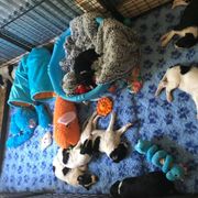 Borzoi Puppies from Spryfeat borzoi