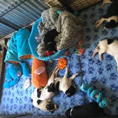 Borzoi Puppies from Spryfeat borzoi