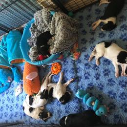 Borzoi Puppies from Spryfeat borzoi