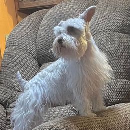 Miniature Schnauzers from Mona's Miniature Schnauzers