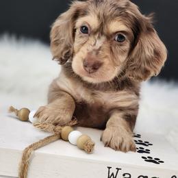 Ellie - Dapple female Dachshund puppy in Smallett, Missouri from Doxie Holler