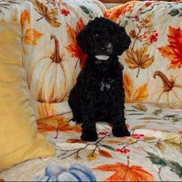 Cinnamon - Black female Sheepadoodle puppy in Austin, Texas from Darling Doodles