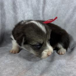 Red Collar Female - Black and tan female Pembroke Welsh Corgi puppy in Victoria, Texas from Clear Creek Corgis