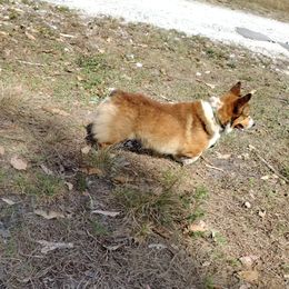 Terry - Pembroke Welsh Corgi