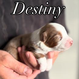 Destiny - Red merle female Toy Australian Shepherd puppy in Riverton, Utah from Iron Spirit Homestead & Aussies