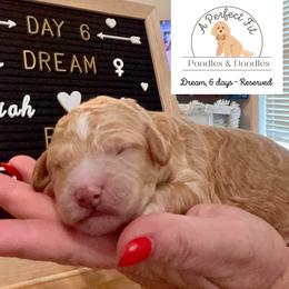 Dream - Apricot female Goldendoodle puppy in Lake Charles, Louisiana from Perfect Fit Poodles & Doodles