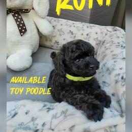 Runi - Black male Poodle puppy in Oceanside, New York from Anastasia Poodles