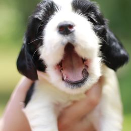 Cocker Spaniels from Riverside Cockers