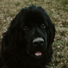 Mattie - Newfoundland