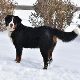 Bernese Mountain Dog puppies from Purple Sage Puppies Bernese Mountain Dogs