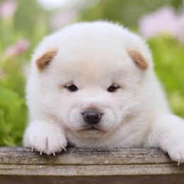 Shiba Inu Puppies from Sunny Terrace Shibas