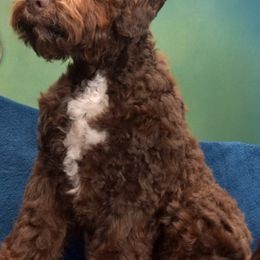 Lagotti Romagnoli from True Blue Kennel