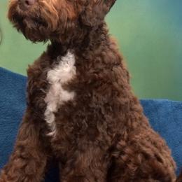 Lagotti Romagnoli from True Blue Kennel