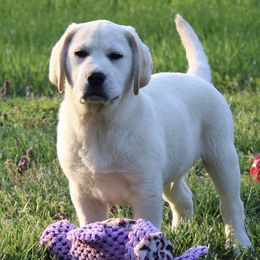 Labrador Retrievers from Fleurdelis Labradors