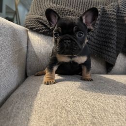 French Bulldog Puppies from Willamette Valley Doodles