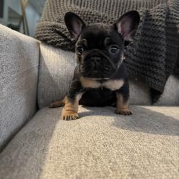 French Bulldog Puppies from Willamette Valley Doodles