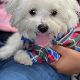 Maltese, Maltipoo, and Poodle Puppies from Healing Pawz LLC