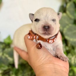 Rufus - Red speckled male Australian Cattle Dog puppy in Sahuarita, Arizona from A2 Australian Cattle Dogs