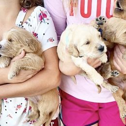 Goldendoodle Puppies from First Coast Goldendoodles