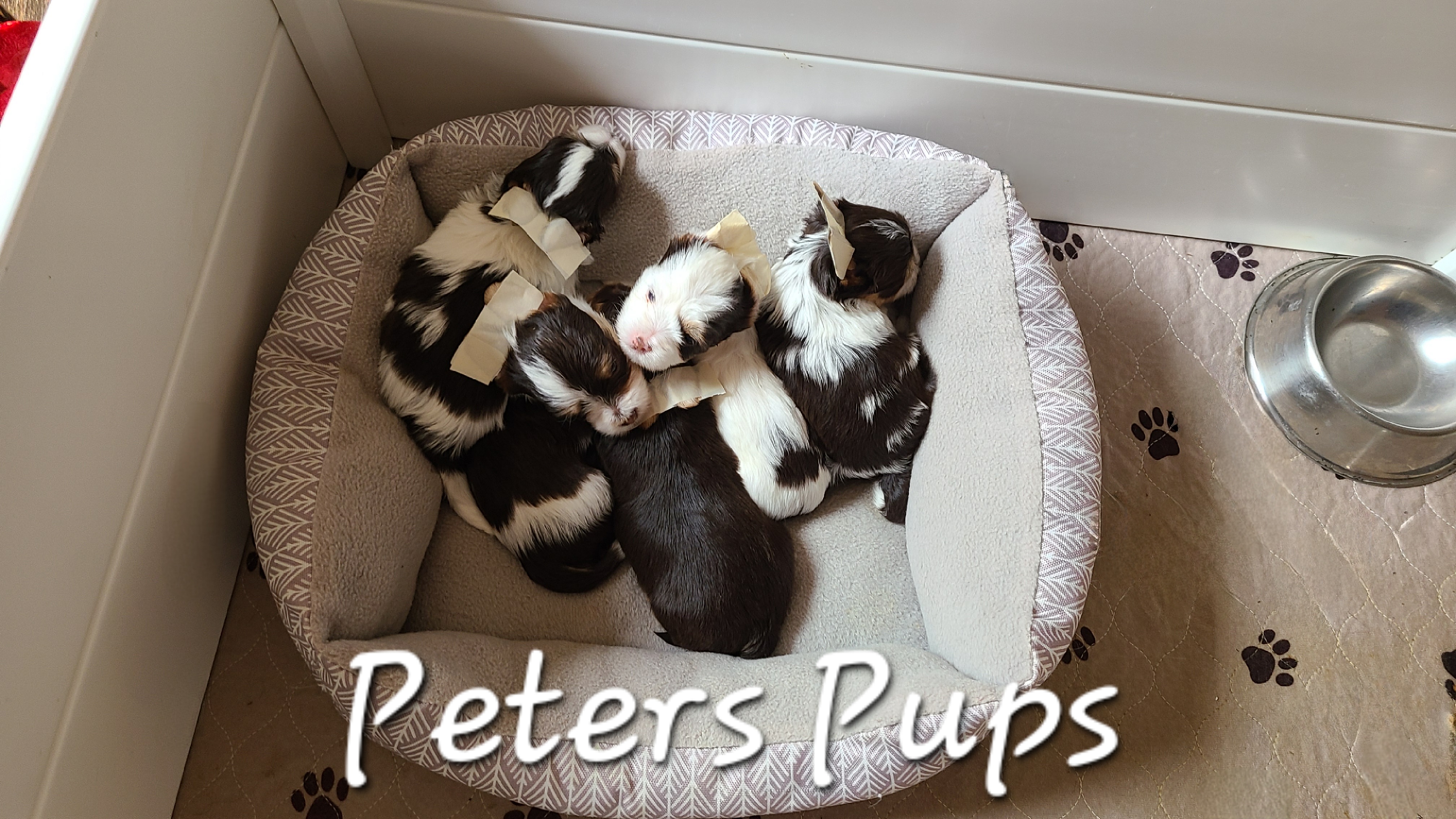 Yorkshire Terrier Puppies from Peters Pups Yorkshire Terriers