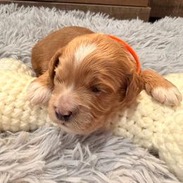 Presley - Red and white female Cockapoo puppy in Atco, New Jersey from Flannery’s lucky puppies 🍀