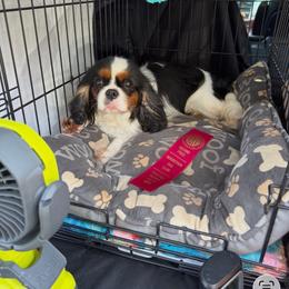 Molly - Cavalier King Charles Spaniel