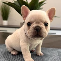 Cream (Purple Collar) - Cream female French Bulldog puppy in Smithfield, North Carolina from Roughneck Frenchies
